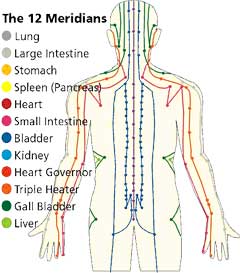 Twelve Primary Meridians-Miami-Acupuncture College