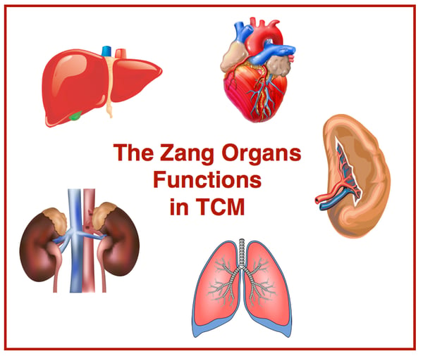 Zang-organs-TCM
