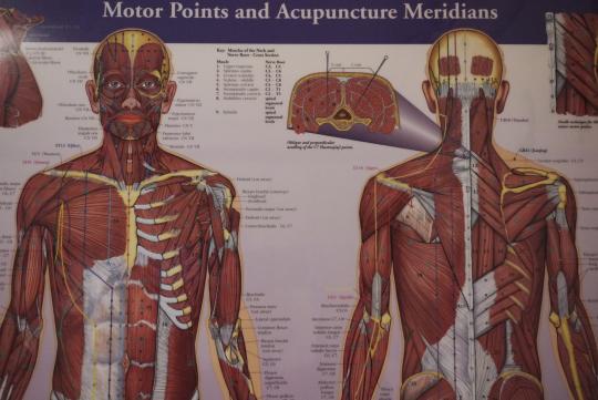 Acupuncture Motor Points Chart