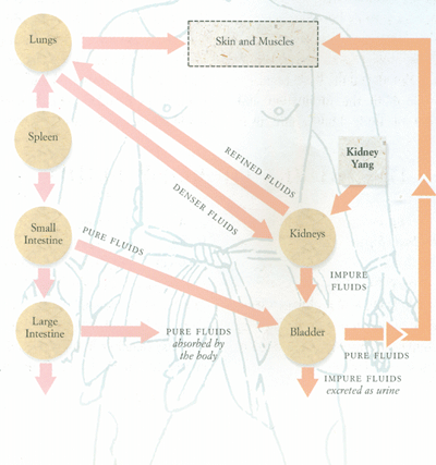 An anatomical flow-chart showing how Jin ye functions