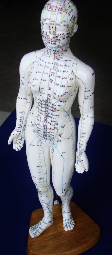 miami-acupuncture-school-model