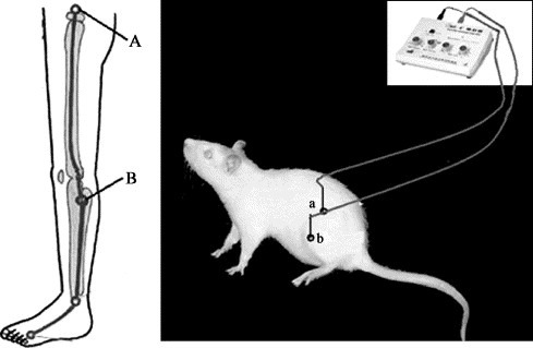 Electroacupuncture and Rats