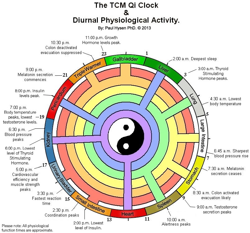 Chinese Medicine Body Clock Chart