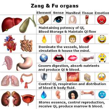 Organs And Emotions Chart