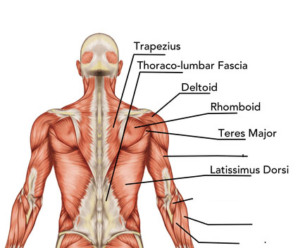 musculoskeletal-anatomy-massage-miami-fl